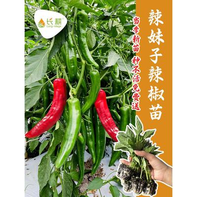 超辣妹子椒种苗青红干籽孑