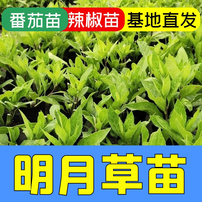 明月草苗子明月草秧苗四季蔬菜苗