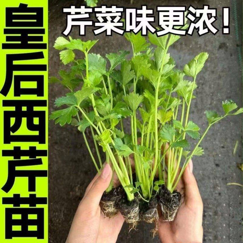 皇后西芹菜秧苗蔬大全四季