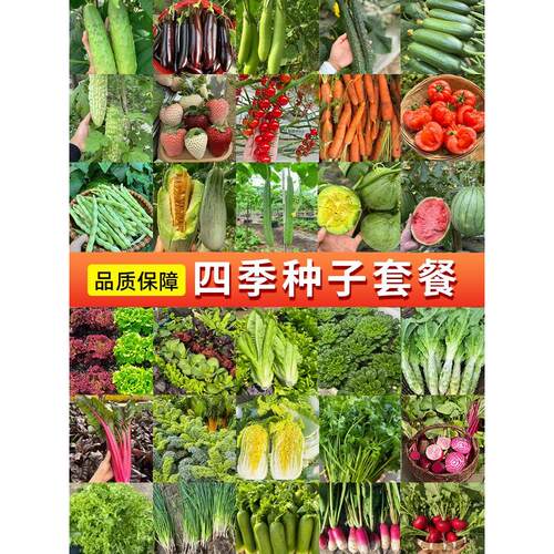 四季高产蔬菜种子套装节播