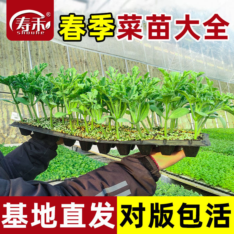 南方蔬菜种子籽苗春季小番