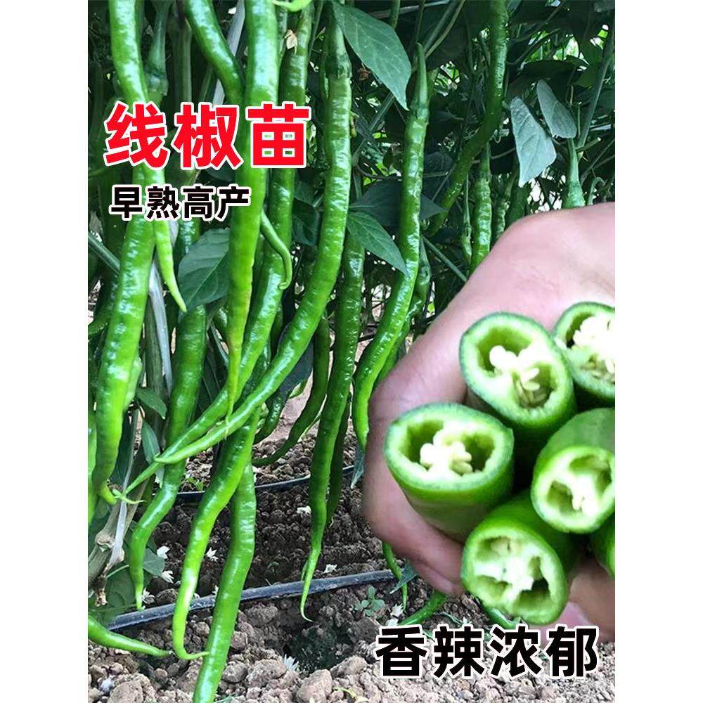 高产线椒辣苗秧尖特春季