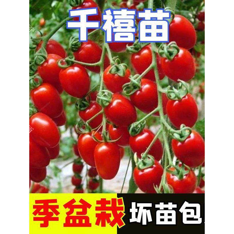 千禧圣女果苗四季小番茄秧