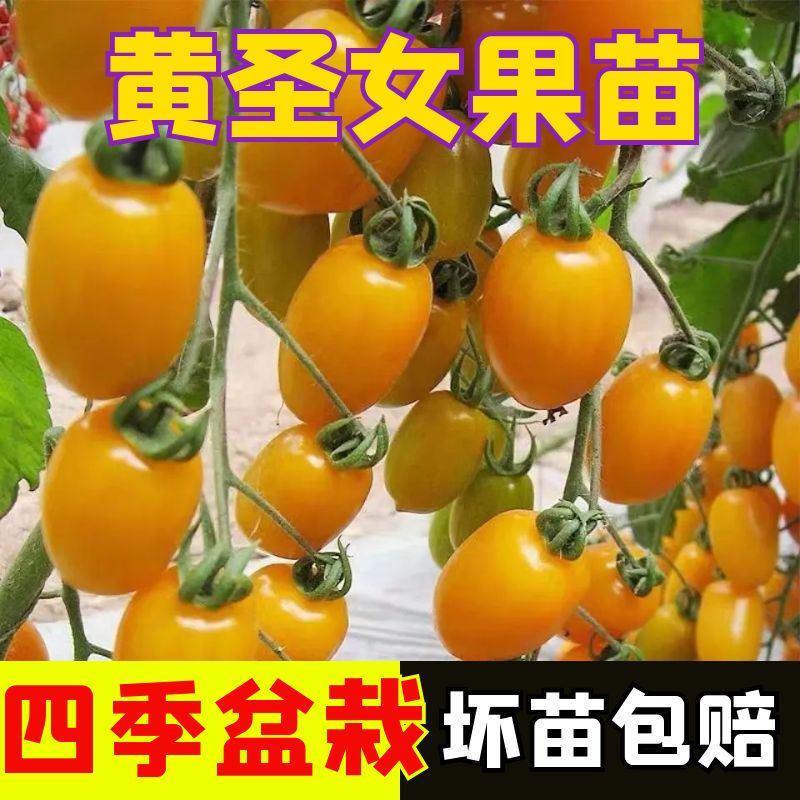 黄色圣女果苗子樱桃小番茄苗蔬菜苗子西红柿种籽果苗黄金籽苗孑秧