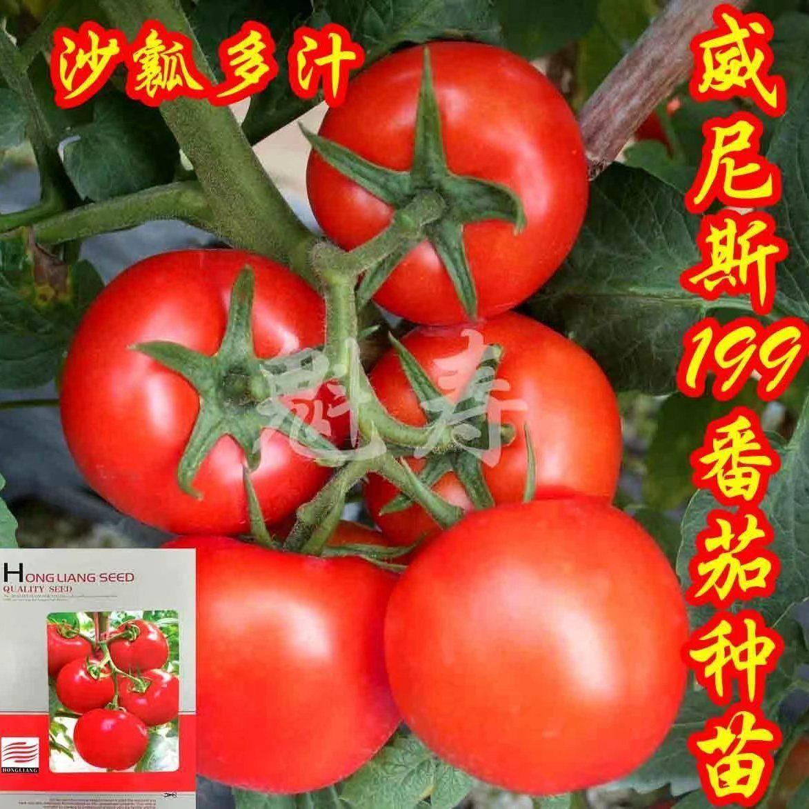 以色列大红威尼斯F199番茄