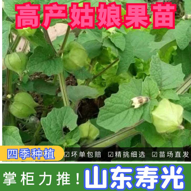 超甜金黄红洋姑娘果种籽苗秧四季春秋大果灯笼果锦灯阳台盆栽姑娘
