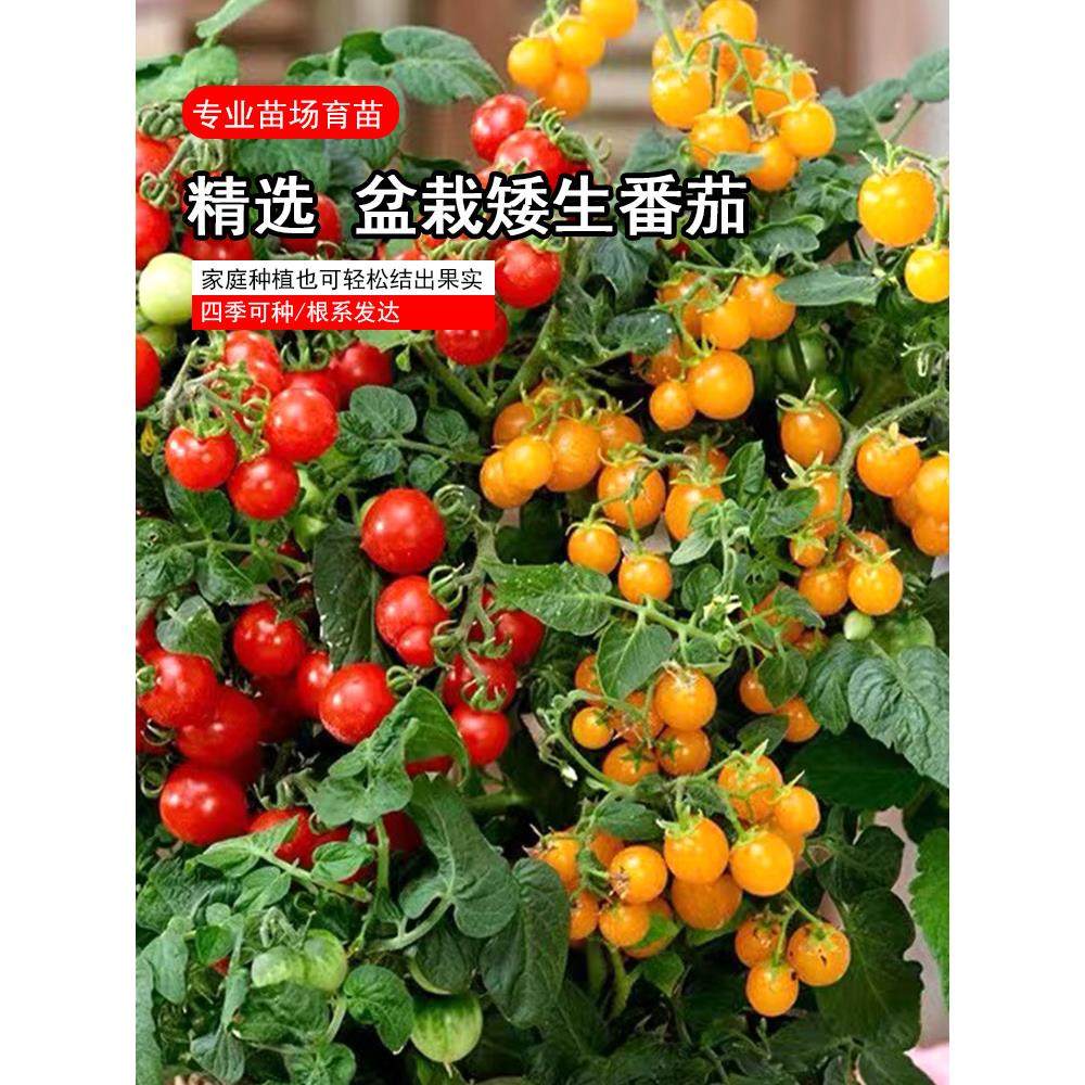 矮生番茄原盆土小秧苗樱桃