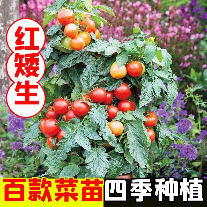 矮生樱桃小番茄秧苗适合盆栽寿光四季...