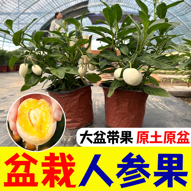 人参果带发货茄瓜盆栽生树