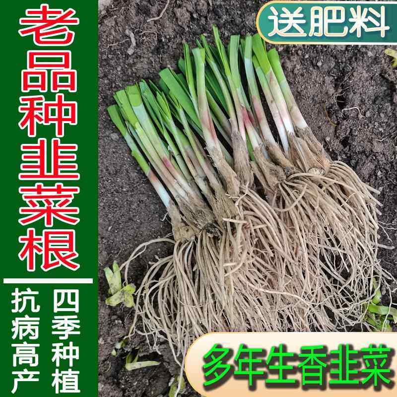 老品种细叶香韭菜子苗多年