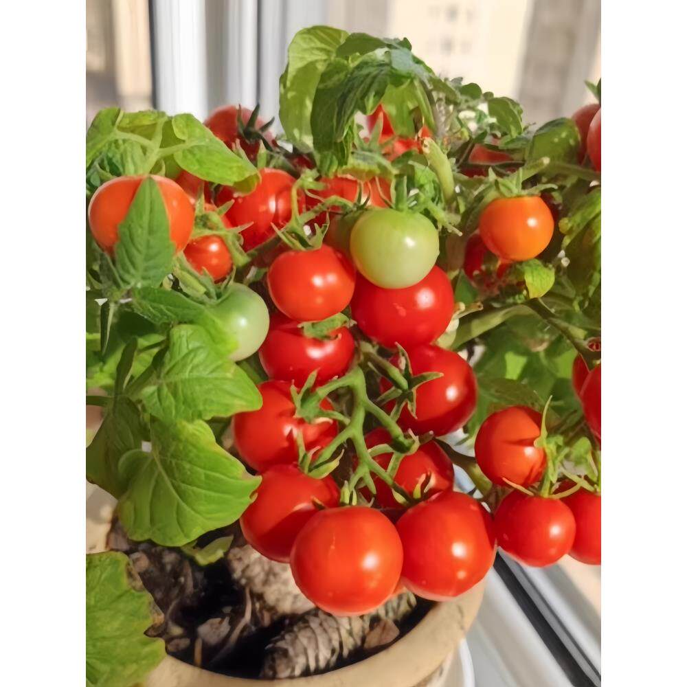 红矮生樱桃番茄苗秧黄盆栽