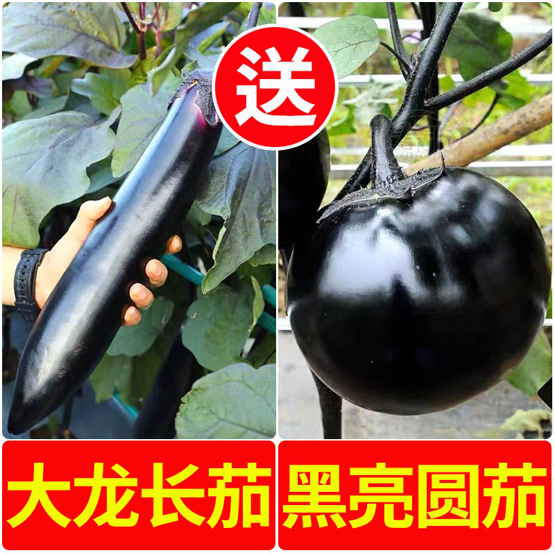 大龙茄子苗线幼黑圆种嫁接