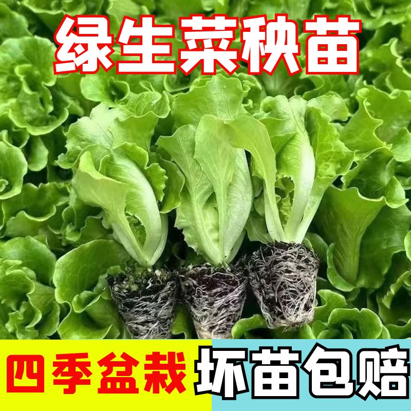 意大利生菜王苗子种苗四季苗秧带土菜苗孑苗种菜苗大全奶油孔雀菜