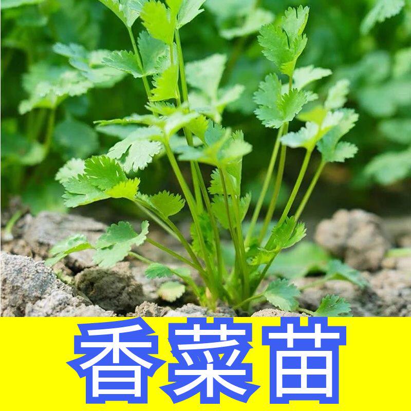 山东老香菜苗秧带土带根四季春秋盆栽芫荽苗子耐寒耐热香味更浓苗