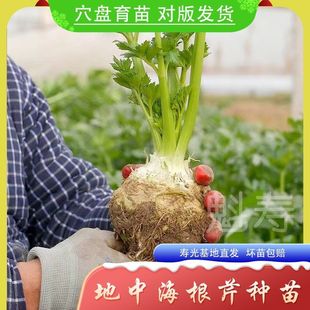 根芹种子孑地中海芹菜根球型蔬菜种苗四季播大田阳台盆栽耐热耐寒