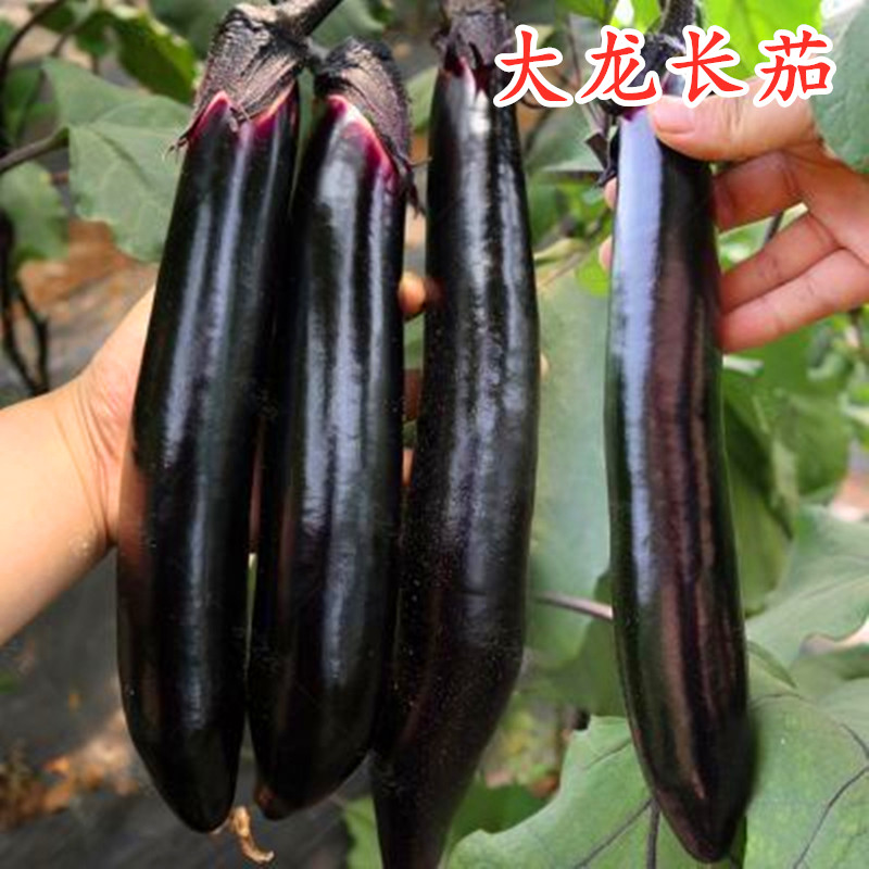 改良大龙长茄种子紫黑色把