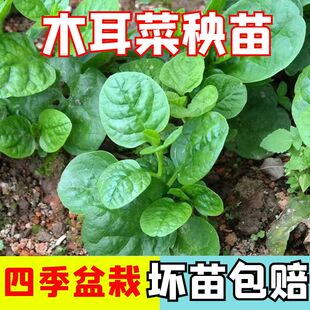 大叶木耳菜种苗孑圆叶木耳菜苗秧苗春夏秋四季阳台盆栽蔬菜苗秧子