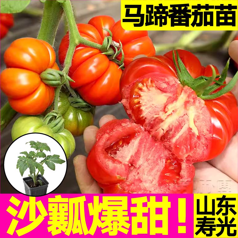沙瓤爆甜老品种红黑马蹄番