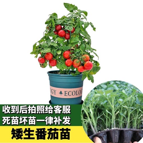 盆栽矮番茄盆栽圣女果苗