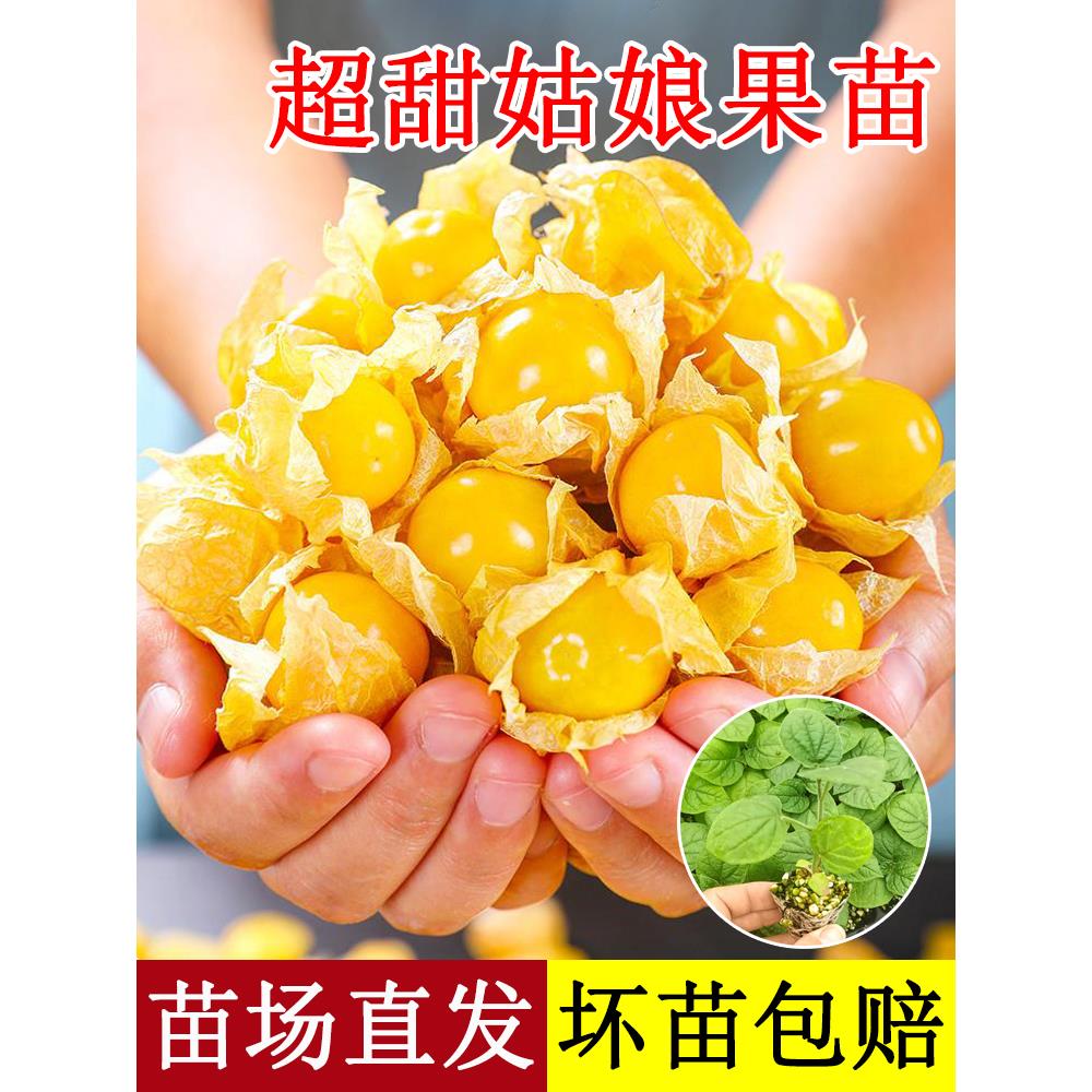 东北姑娘果灯笼种子籽红甜