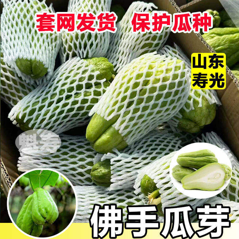 佛手瓜种子籽植秧苗发芽白