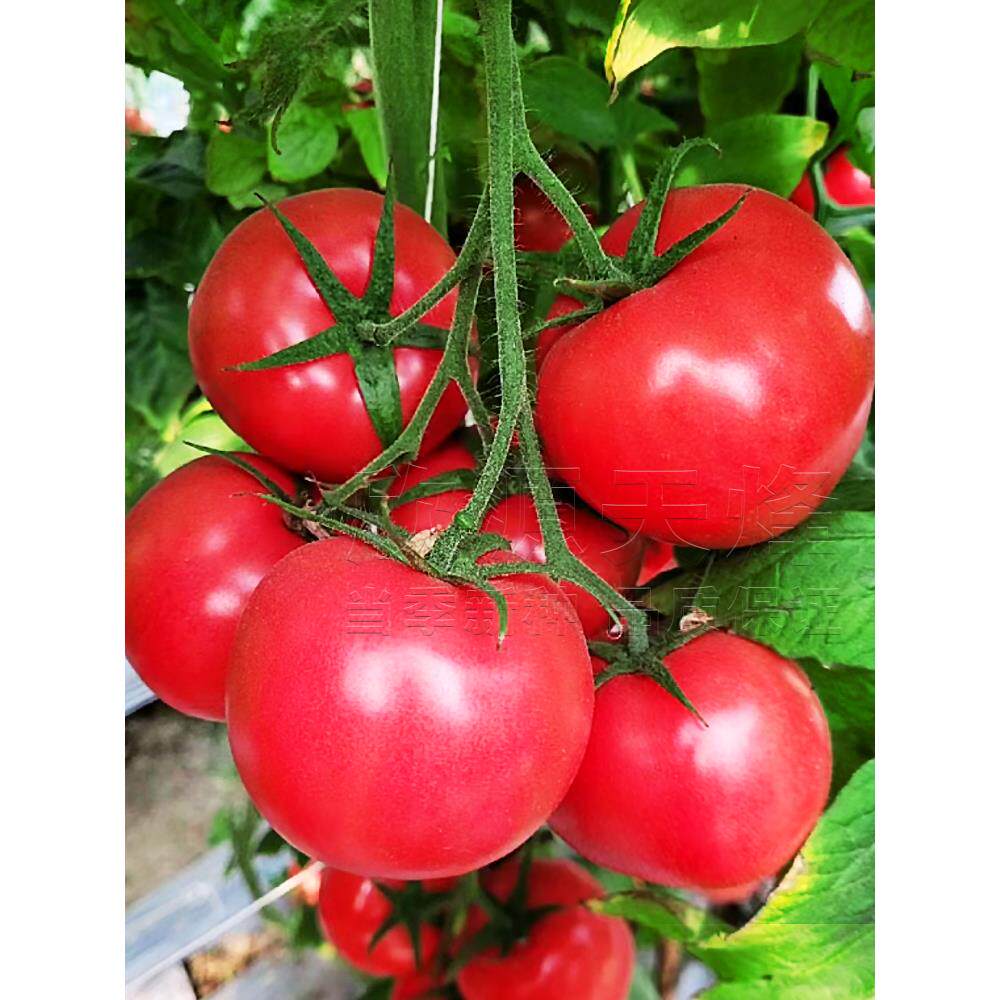 大番茄种籽大粉毛粉柿子苗大棚农家四季农家菜园蔬菜籽种子黄瓜