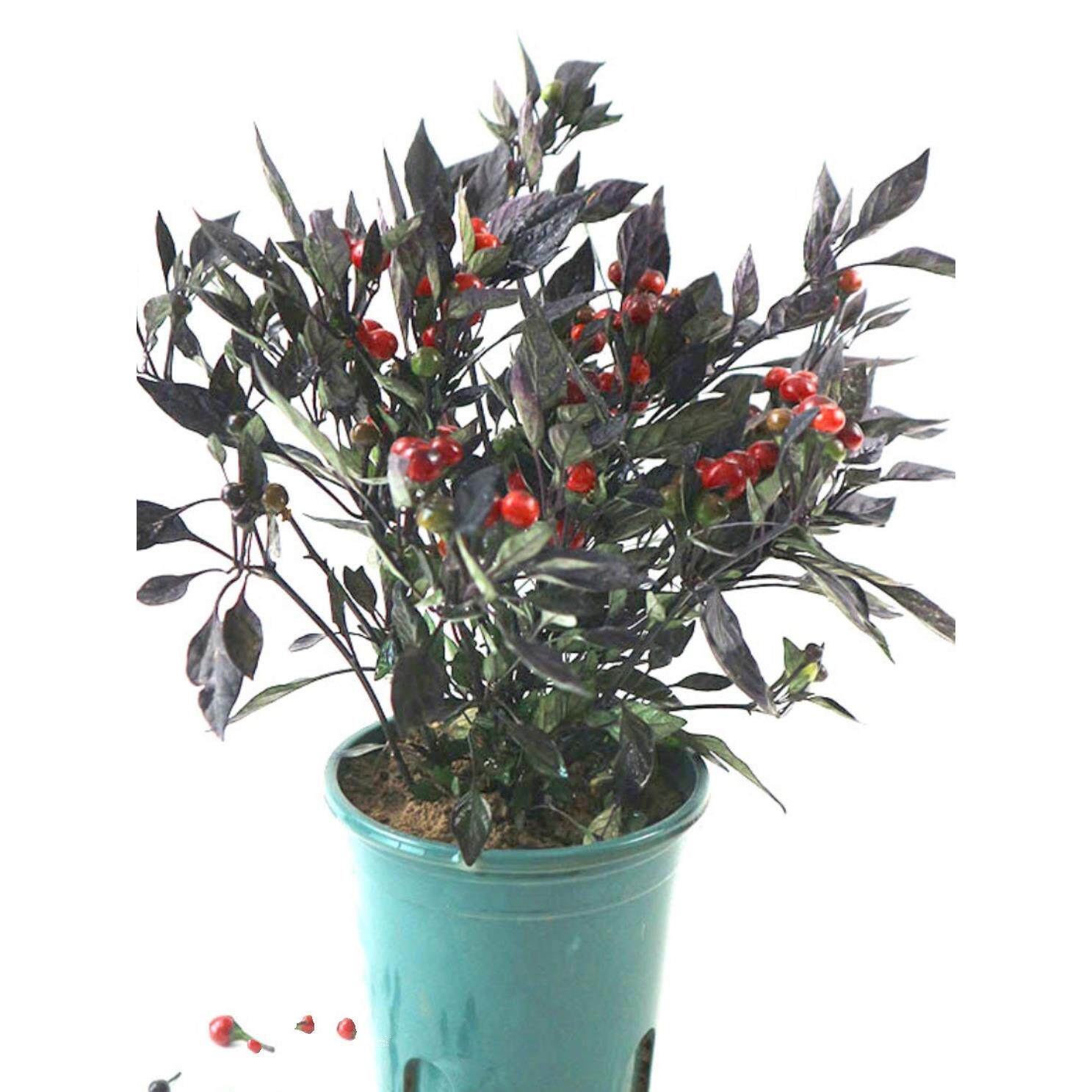 黑豌豆椒香辣苗蔬菜番茄圣