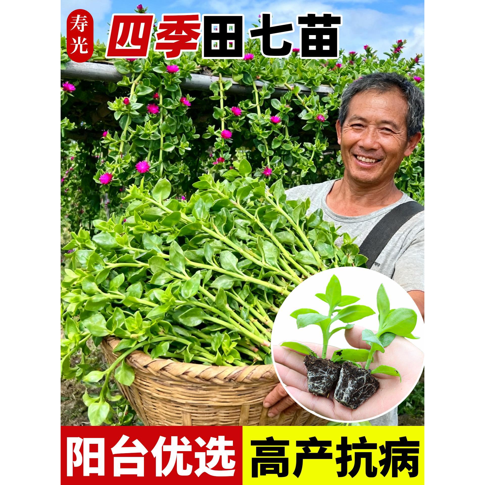 田七苗菜秧火盆栽材春夏播