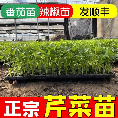 芹菜苗穴盘芹菜四季种植四季菜苗