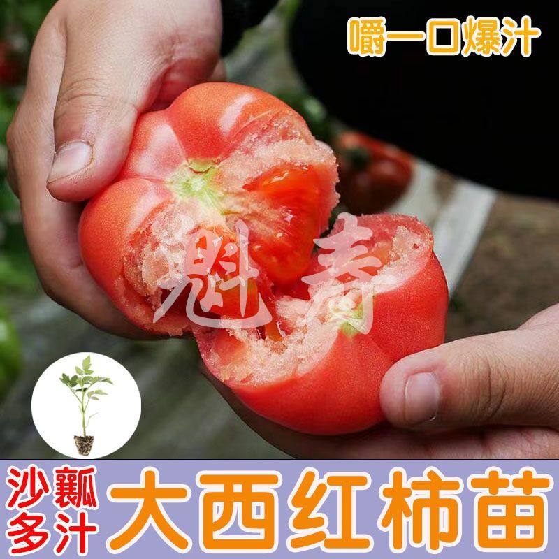 大西红柿苗毛粉番茄种子孑