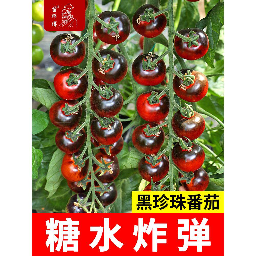 糖水炸弹黑珍珠樱桃番茄种