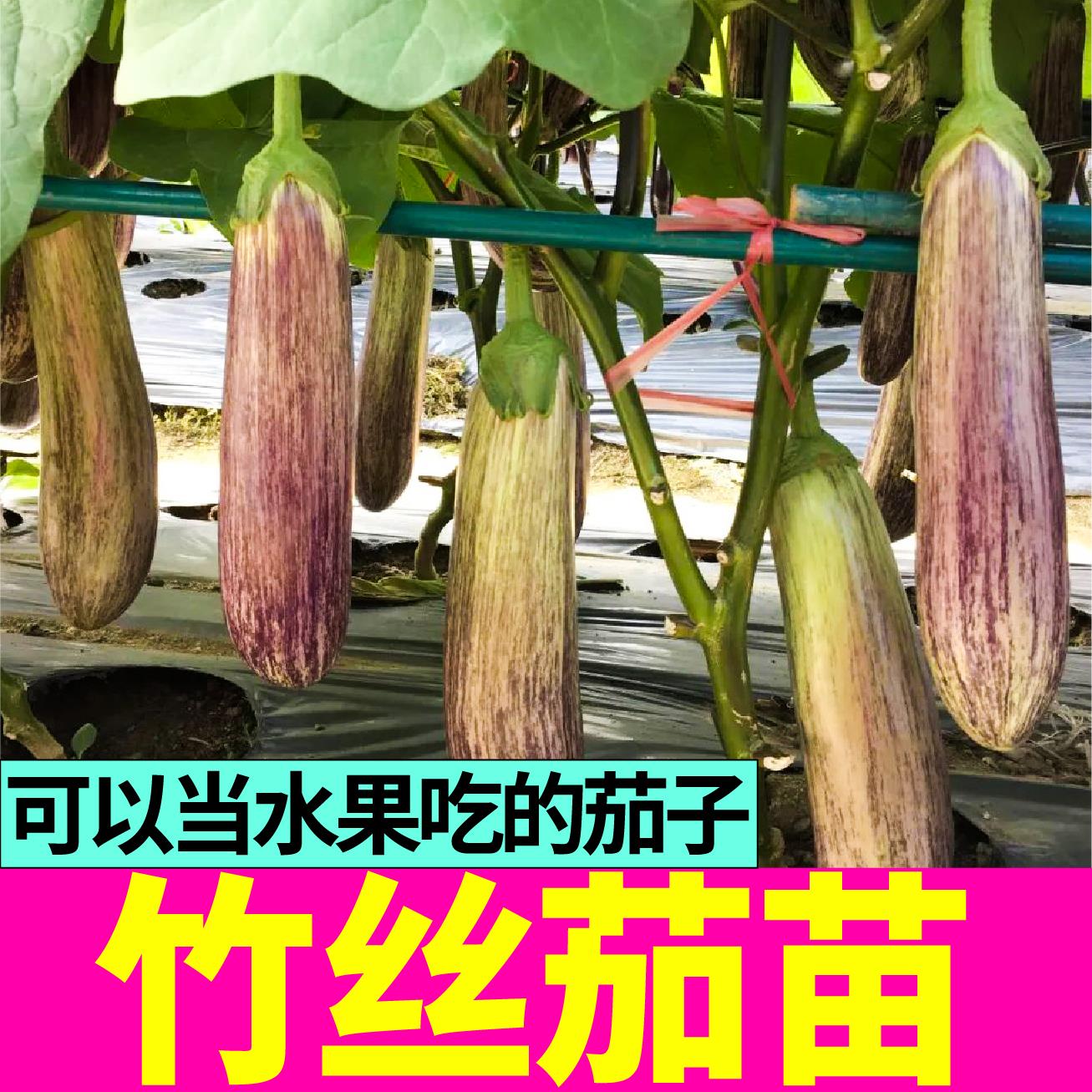 水果竹丝茄子苗秧带土球杭