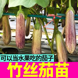水果竹丝茄子苗秧带土球杭茄线茄白茄绿长茄鸡蛋茄种子四季盆地栽