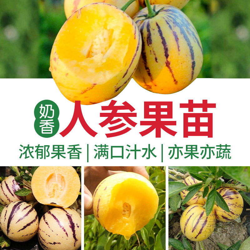 人参果生树水种子籽孑苗四