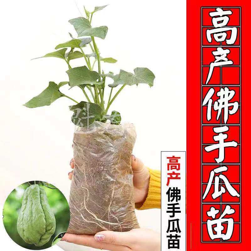 高产佛手瓜种苗春季夏植阳