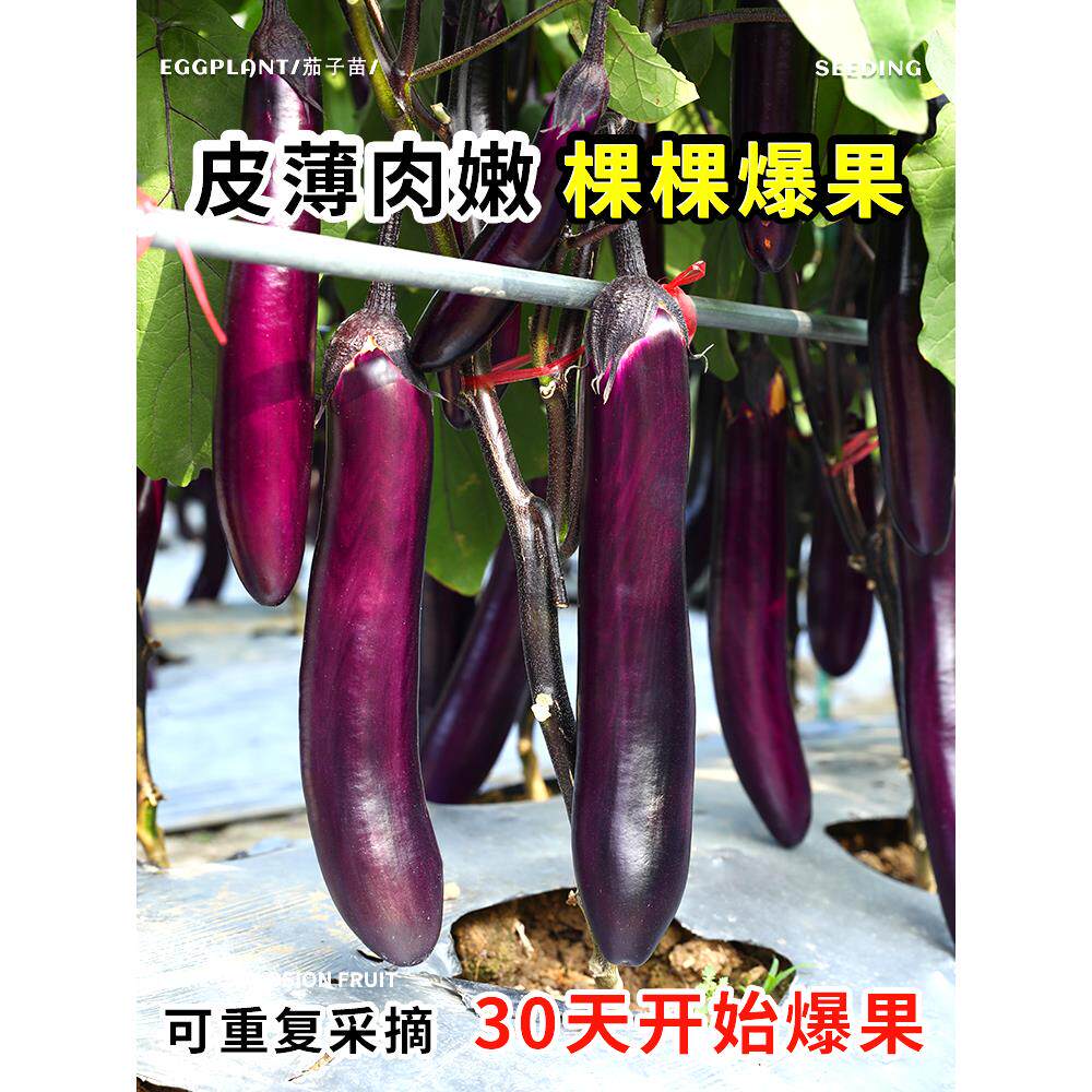 茄子种籽苗秧大全西南红丽