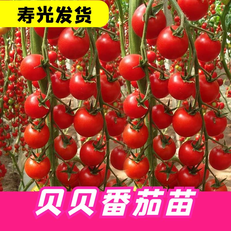 串收粉贝贝圣女果苗秧带土球黄黑番茄小柿子种子盆栽大棚种植寿光