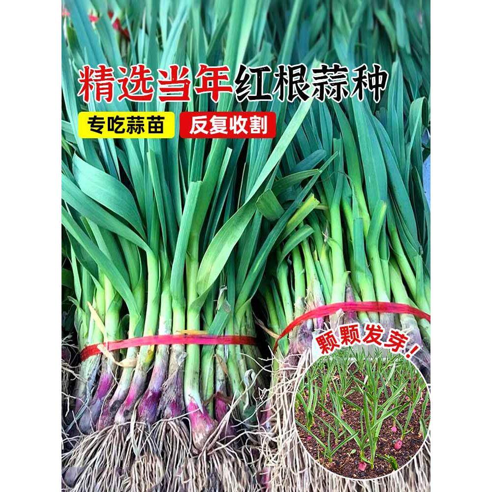 红根蒜苗种苔川大籽四季宽