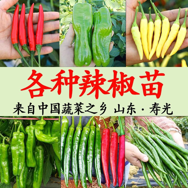 各种辣椒苗螺丝巨型陇薄皮