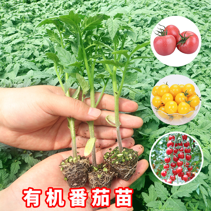 四季小番茄种子苗千禧圣女果矮生西红柿盆栽蔬菜种籽菜苗孑秧毛粉