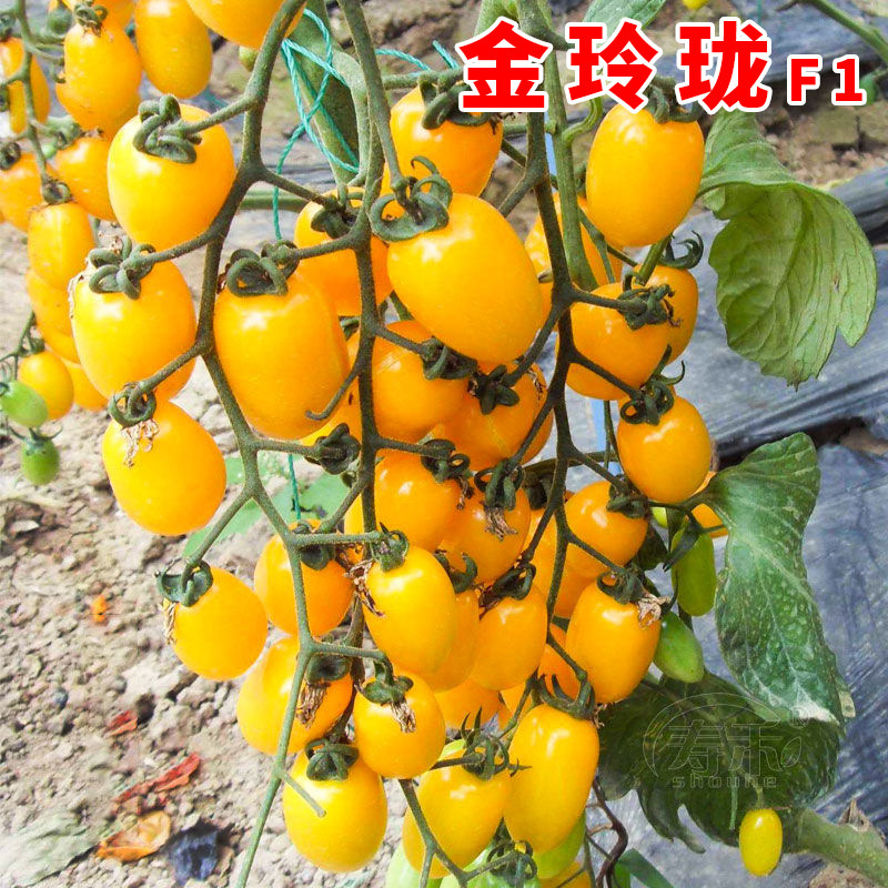 黄色圣女果种子樱桃小番茄