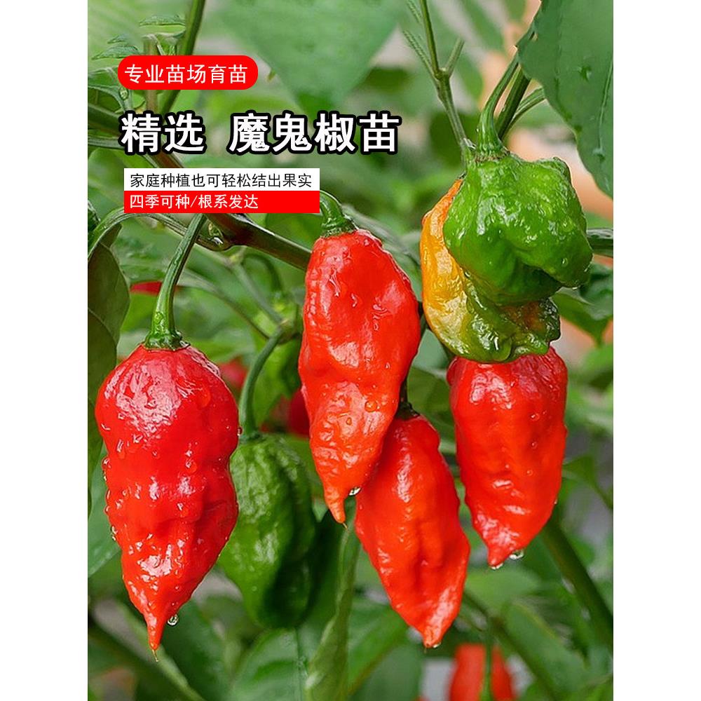 巨辣魔鬼椒苗秧带土球发货