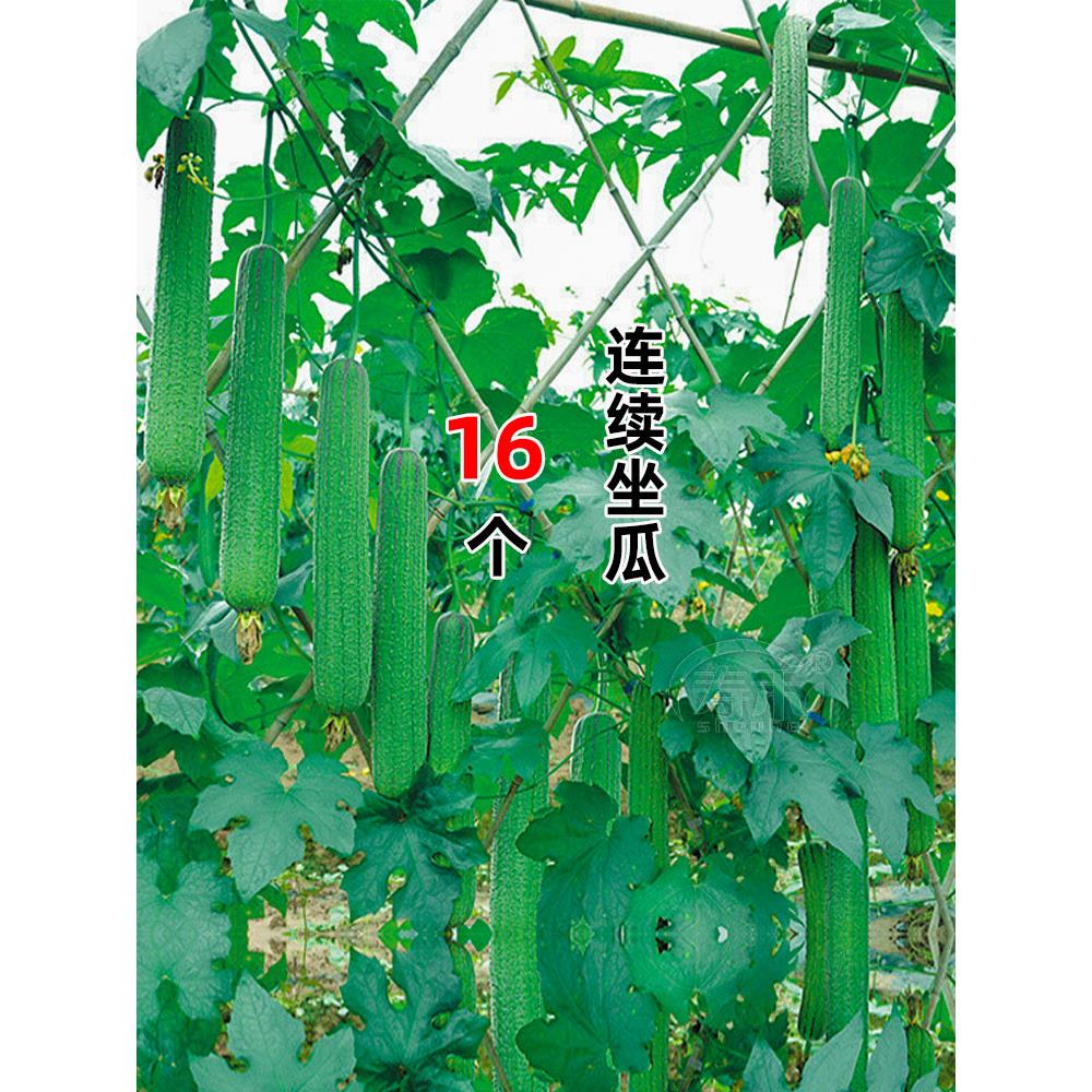 优比1号6肉丝瓜种子籽苗秧
