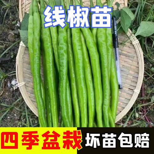 正宗线椒苗子帝王336苗阳台盆栽