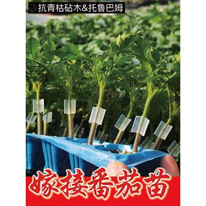 嫁接番茄苗浙樱粉千禧普罗