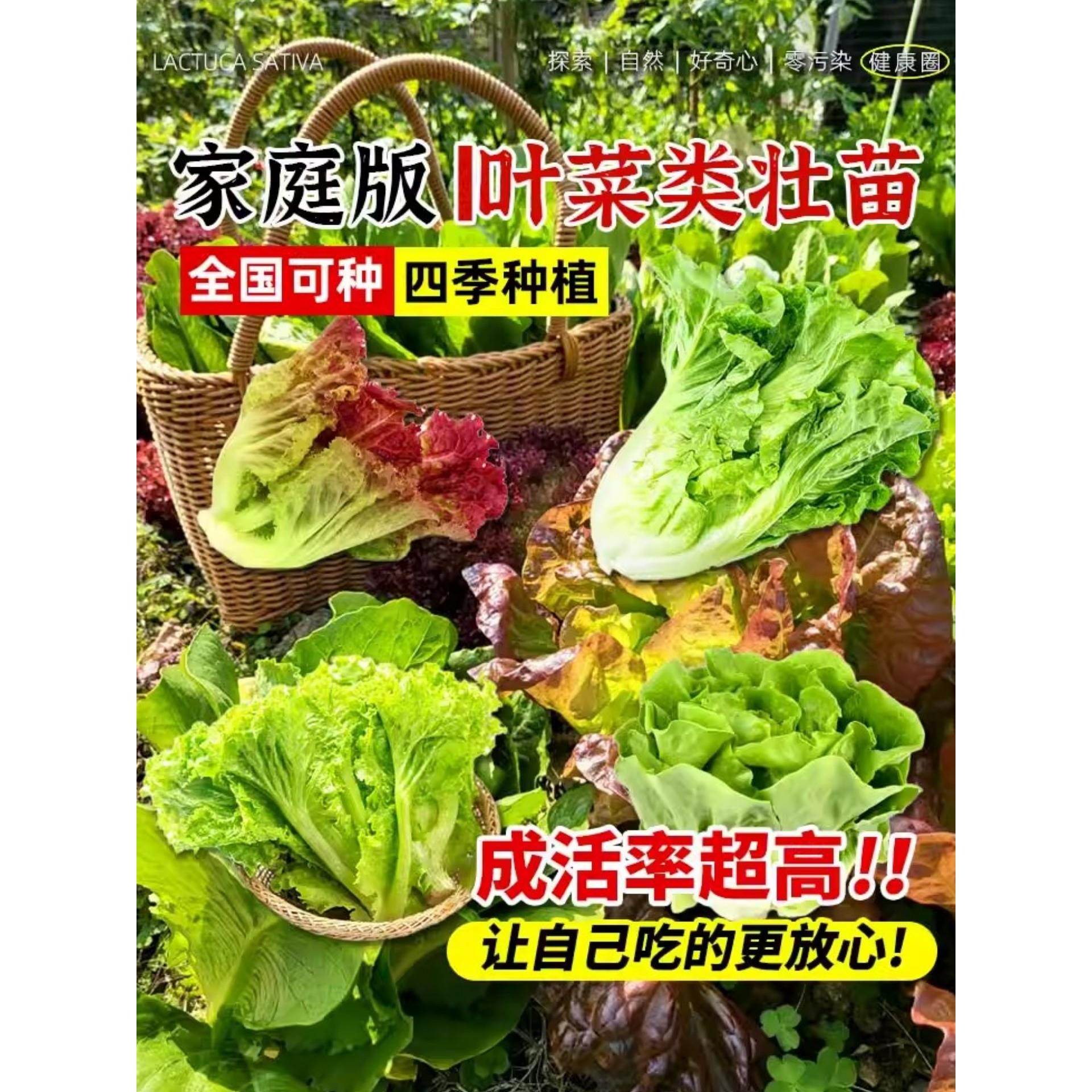 奶油生菜苗秧带土根意大利