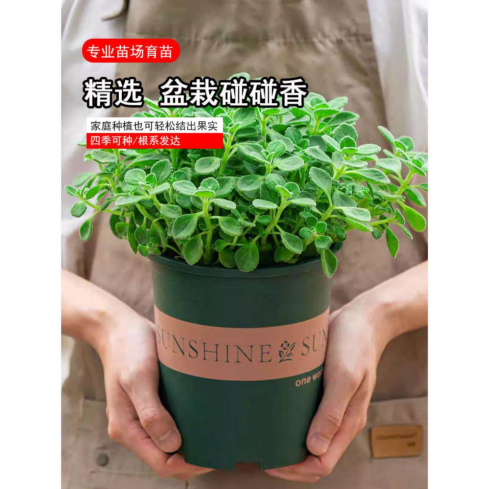 碰香盆栽味浓型绿植可食用