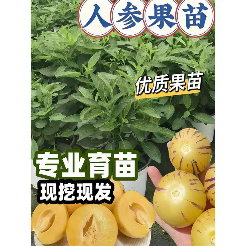 人生果树苗云南四季黄心盆