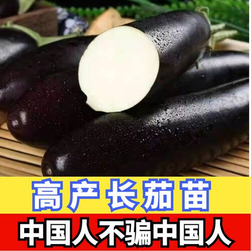 穴盘蔬菜苗四季盆栽阳台高产长茄