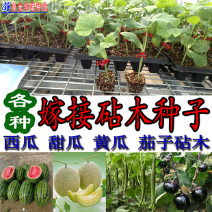 茄子黄瓜甜瓜西瓜嫁接砧木种子托鲁巴姆白南瓜籽台木嫁接苗工具